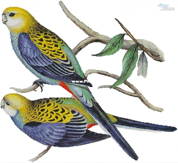 paleheadedrosella_LRG.jpg