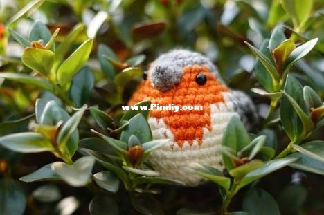 English Robin.jpg