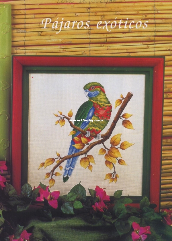 CUADROS 40- Loro de Colores.jpg