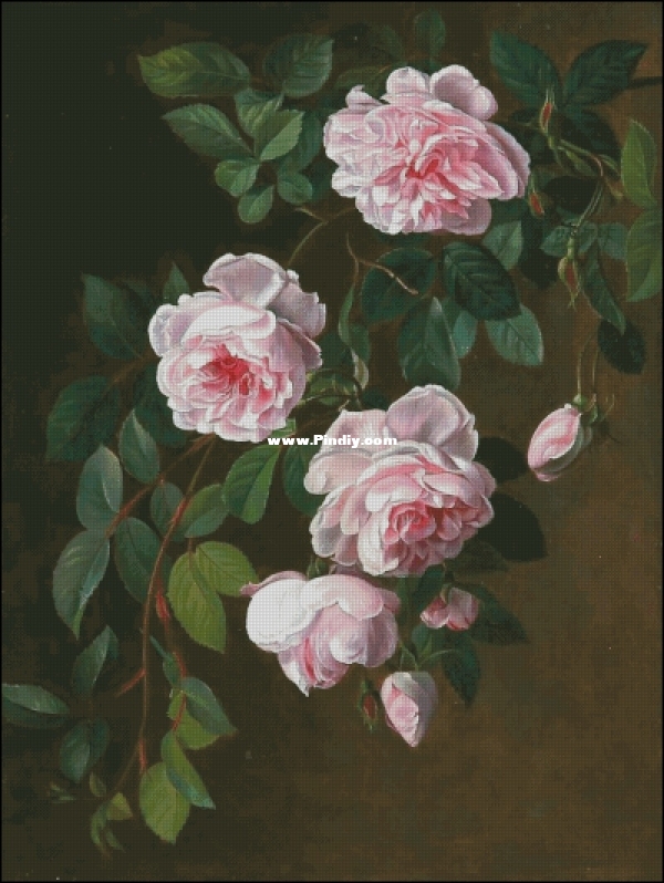 GK 2548 OK Roses XXX.jpg