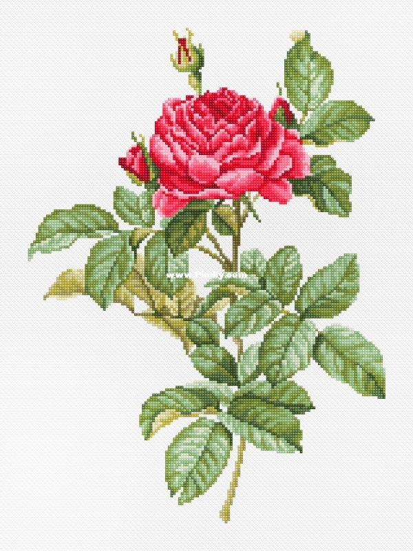 Luca-S Free OK Red Rose.jpg