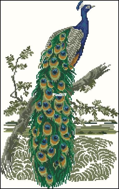 99122-99123 Peacock.jpg