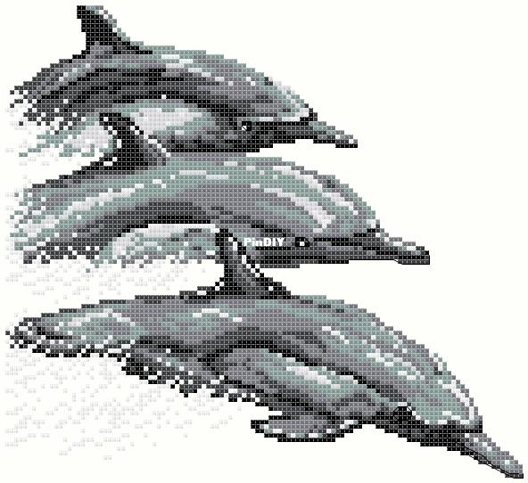 21600 Dolphins-PCS.jpg