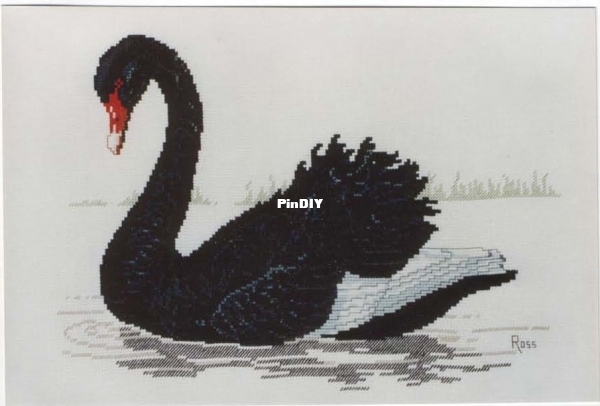 Black Swan.jpg