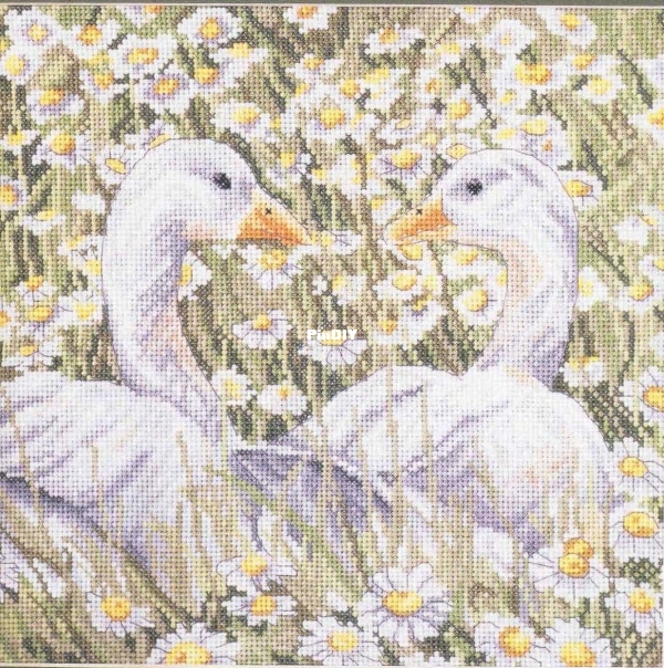 Geese in Daisies.jpg