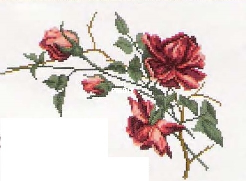 Climbing Rose.jpg