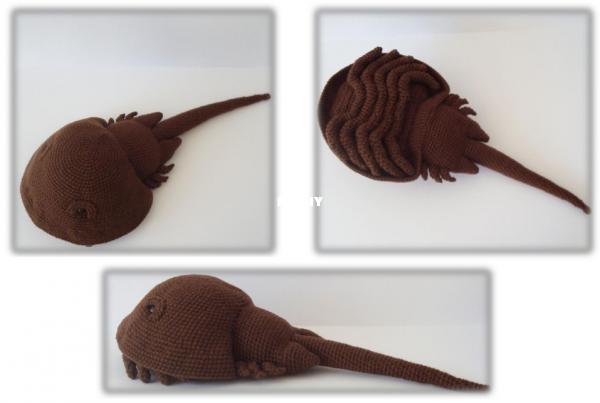 Susan Burkhart - Horseshoe Crab.png