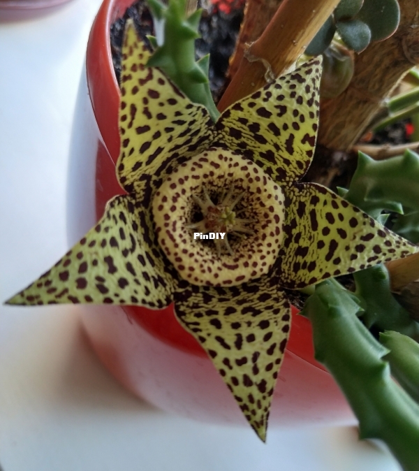 Stapelia variegata.jpg
