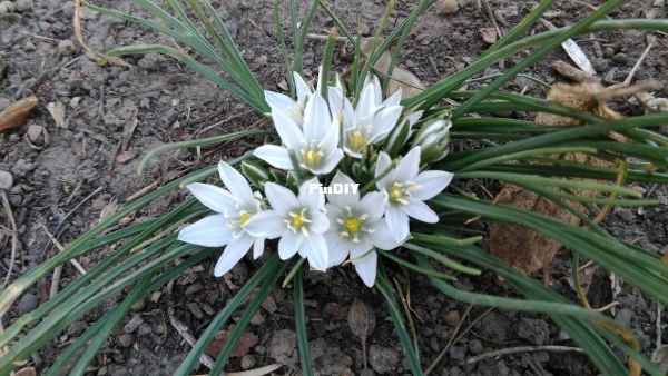 Ornithogalum.jpg