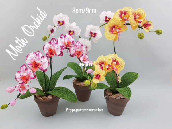 moth orchid.jpg