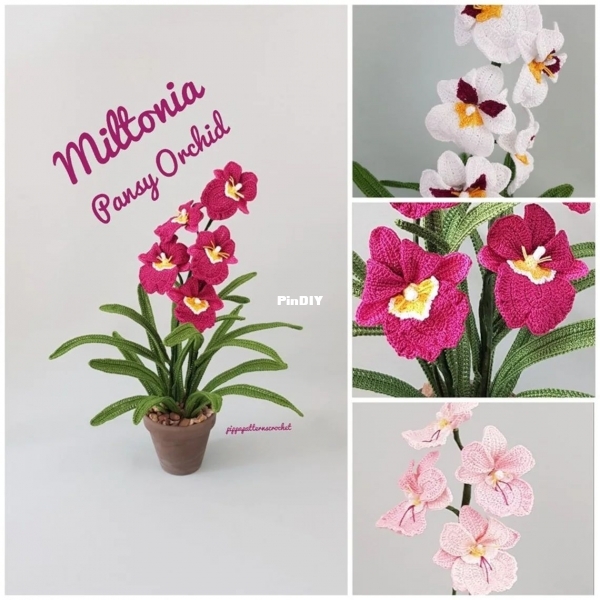miltonia.jpg