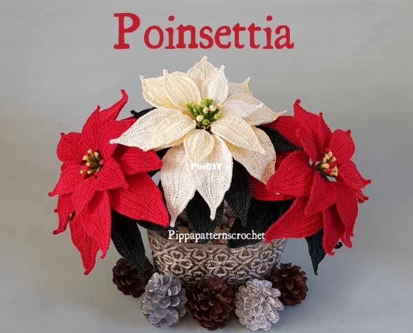poinsettia.jpg