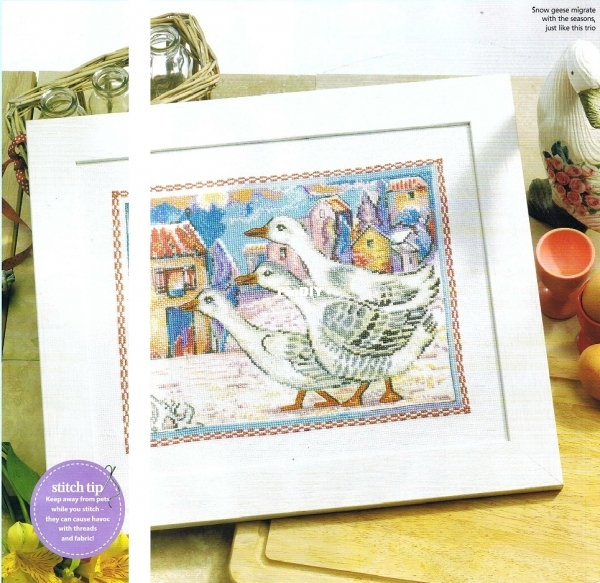 Snow Geese Of Tuscany - Snow Geese-Pic.jpg