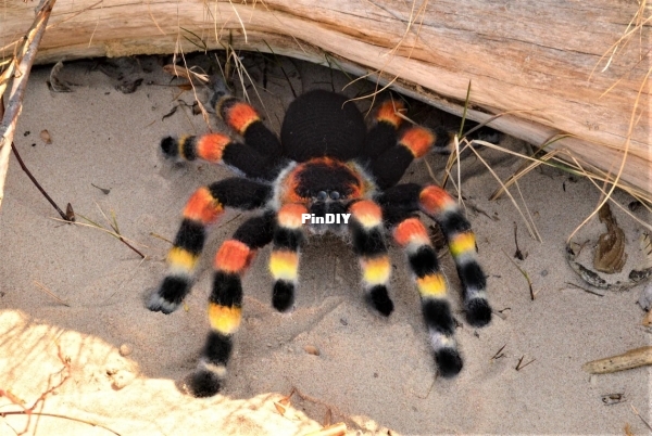 Mexican Red Knee Tarantula.jpg