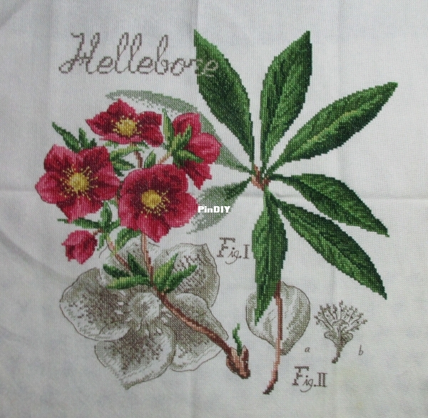 03 Hellebore -hunyor.JPG