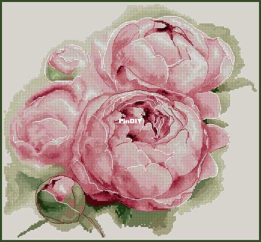 Pink_Peonies_Morra_Marran_du.jpg