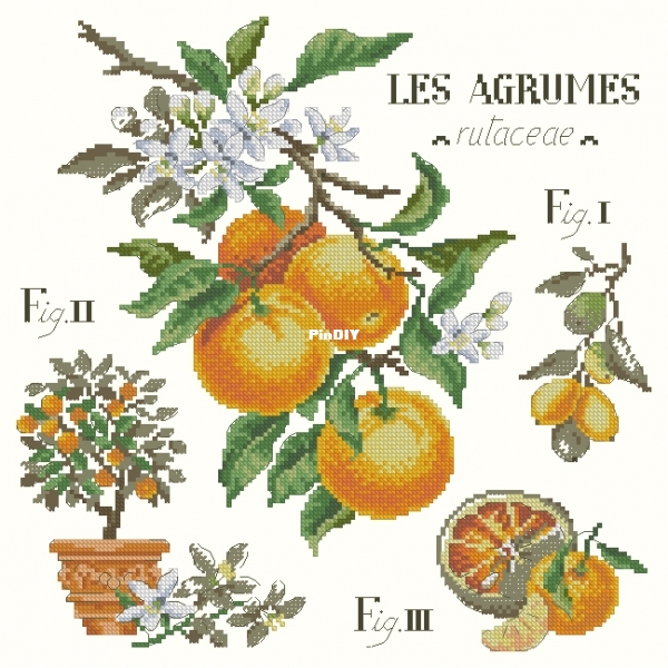 LBL OK Les Agrumes XXX.JPG