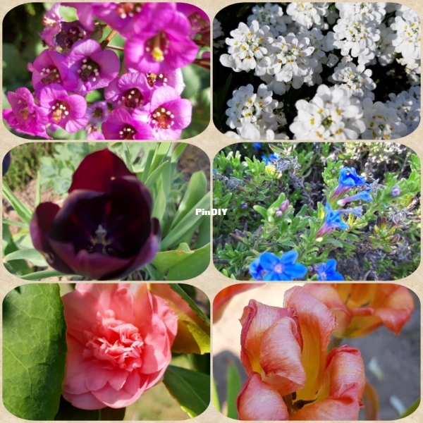 Flowers 3
