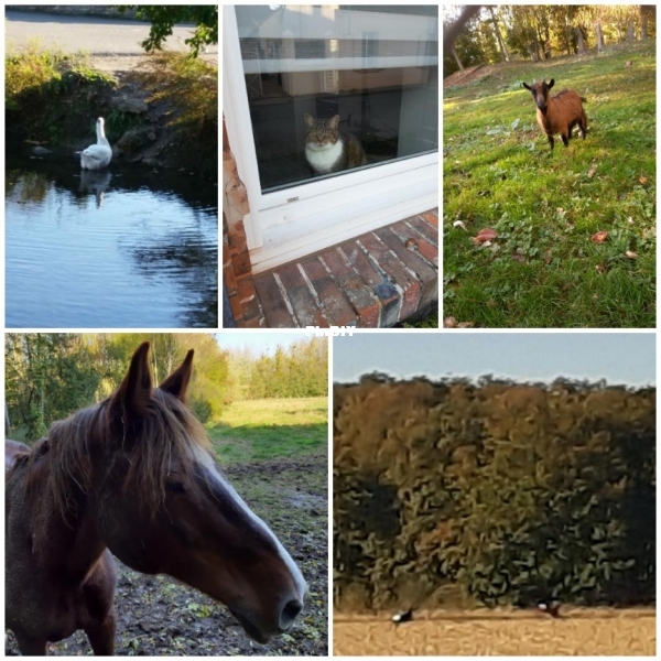 Animals