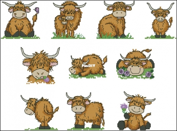 Highland Cows - CSC 263 XSD.jpg