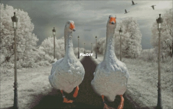 Geese on a walk (2).jpg