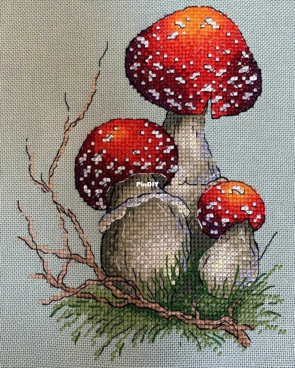 Amanita 2.jpg