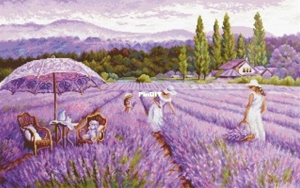 BU5008 Lavender field.jpg