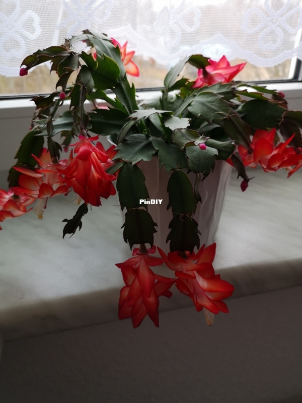 Christmas cactus 