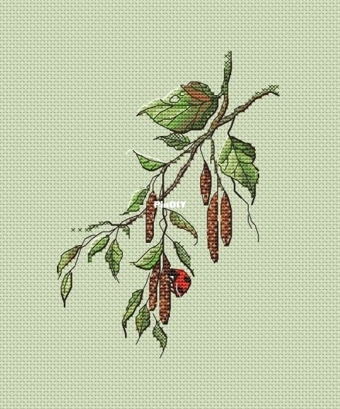 alder.jpg