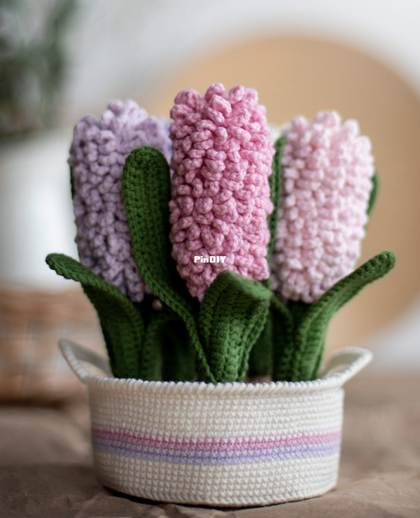 hyacinth