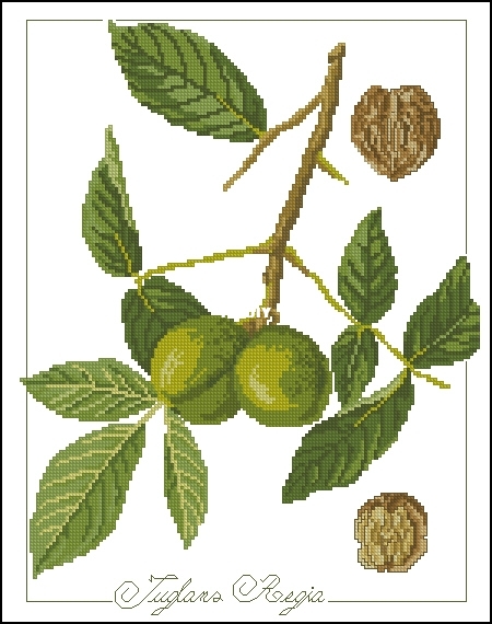 Juglans Regia.jpg