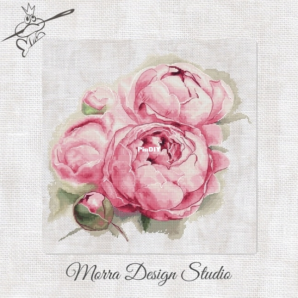 Morra Pink peonies.jpg