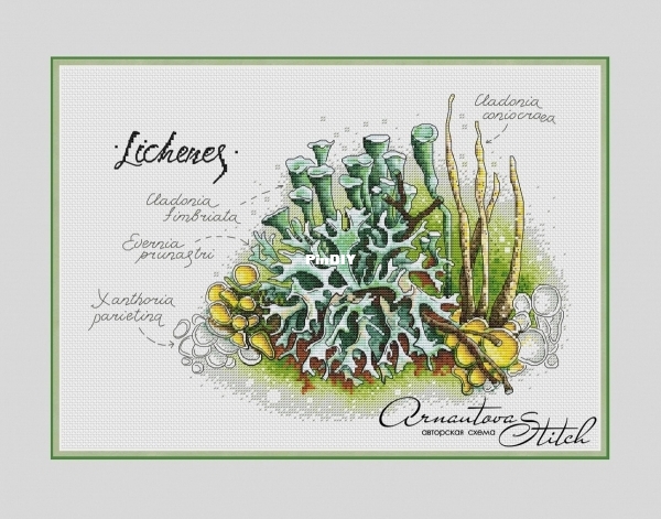 Lichens .jpg