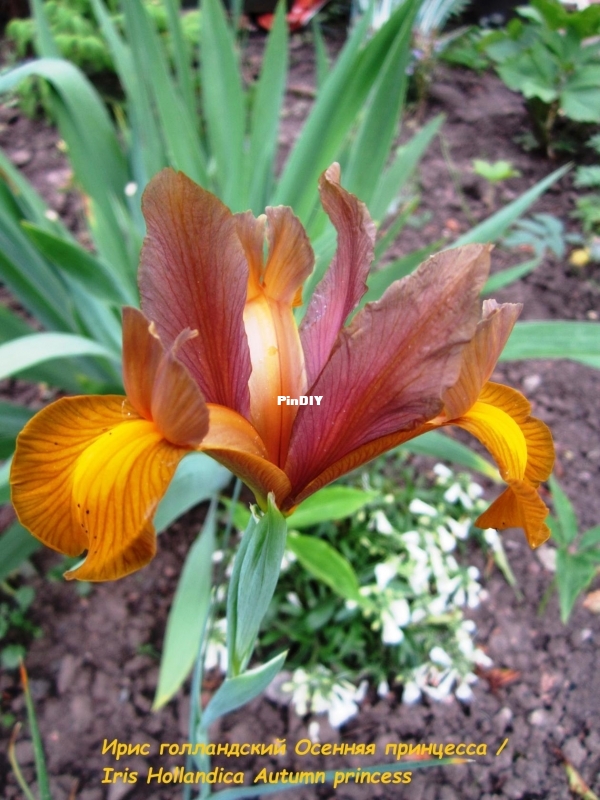 Ирис голландский Осенняя принцесса   Iris Hollandica Autumn princess.jpg.jpg