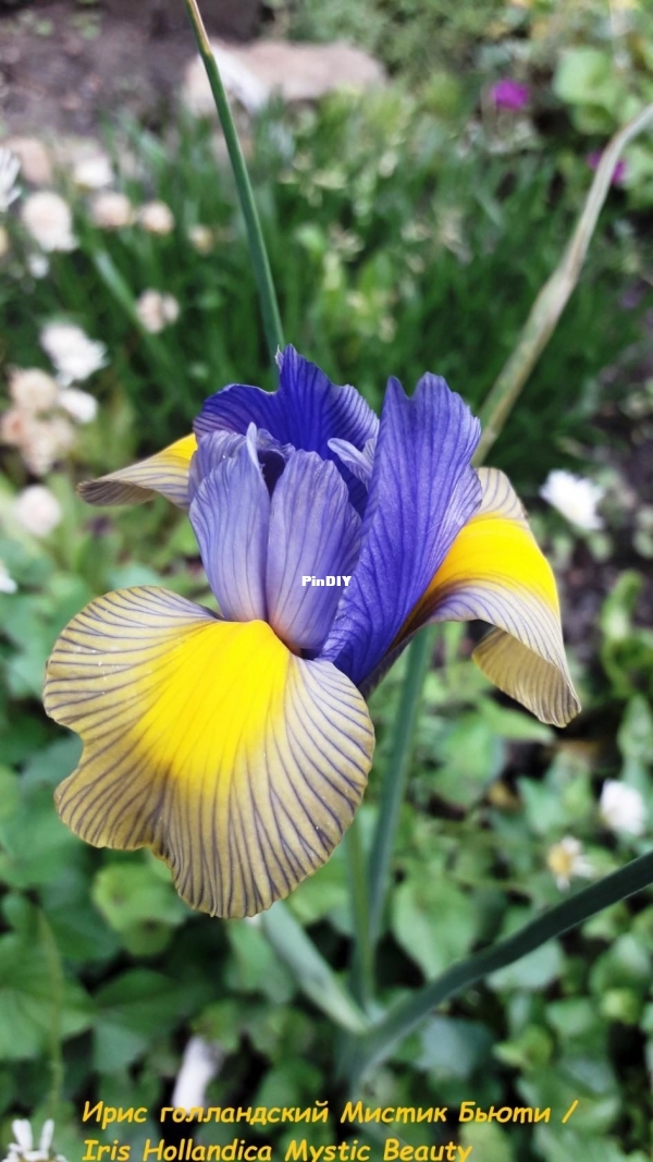 Ирис голландский Мистик Бьюти  Iris Hollandica Mystic Beauty.jpg