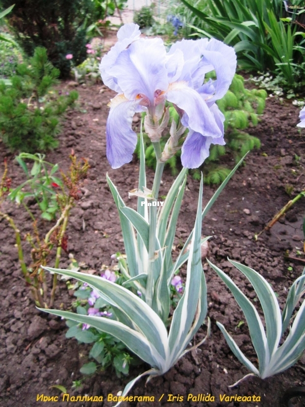 Ирис Паллида Вариегата  Iris Pallida.jpg