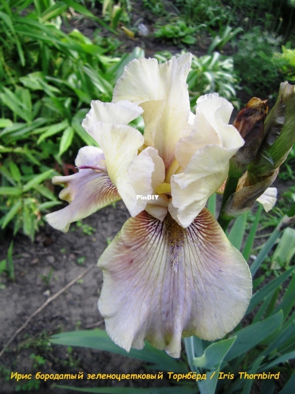 Ирис бородатый зеленоцветковый Торнбёрд  Iris Thornbird.jpg.jpg