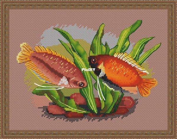 Honey Gourami.jpg