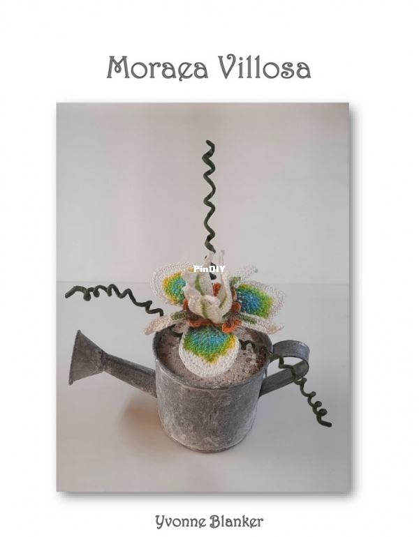 Moraea Villosa - Yvonne Blanker.jpg