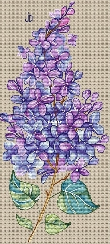 Lilac.jpg