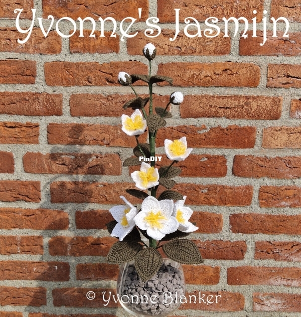 jasmijn
