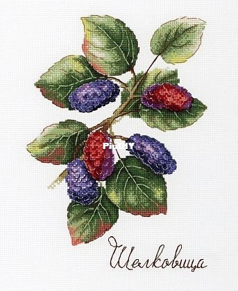 Шелковица.jpg