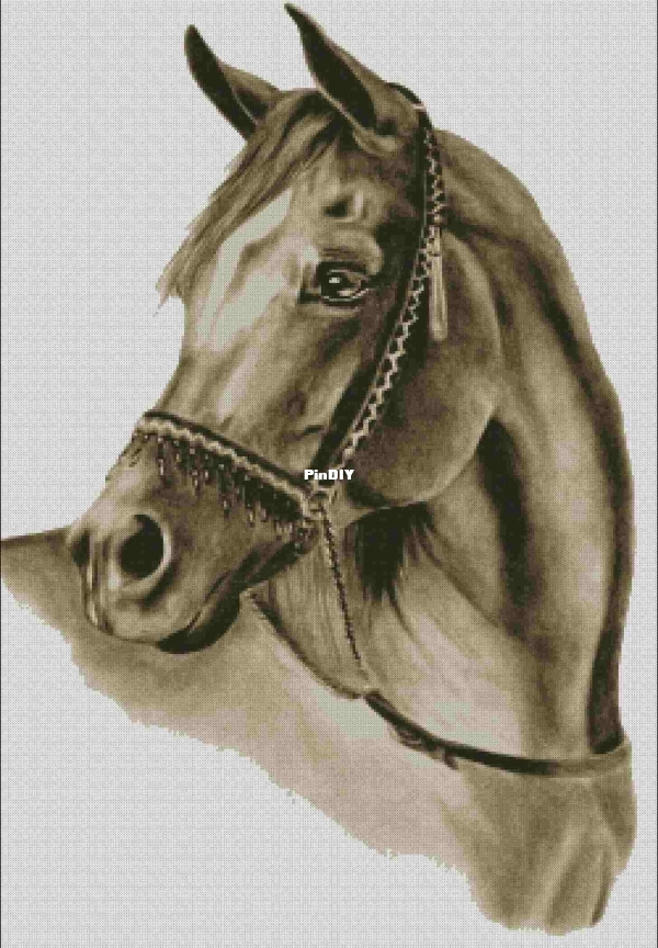 Horse.jpg