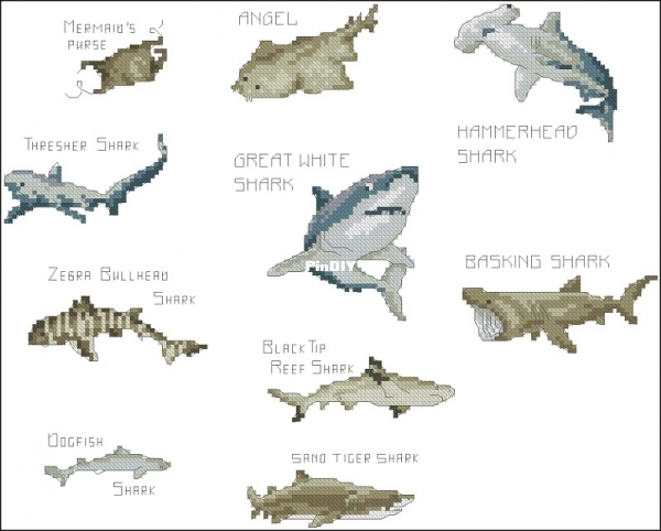 Maria Diaz - Crazy for Sharks - CSC 231 XSD.jpg