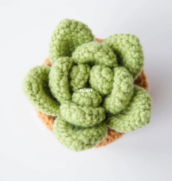 Succulent.jpg
