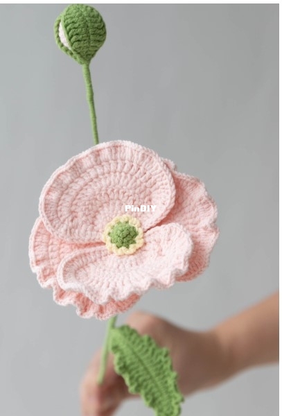 corn poppy flower.jpg