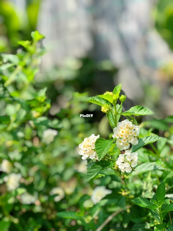IMG_0682.jpeg