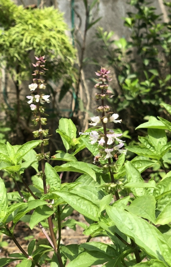 IMG_0622.jpeg