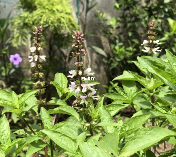 IMG_0621.jpeg