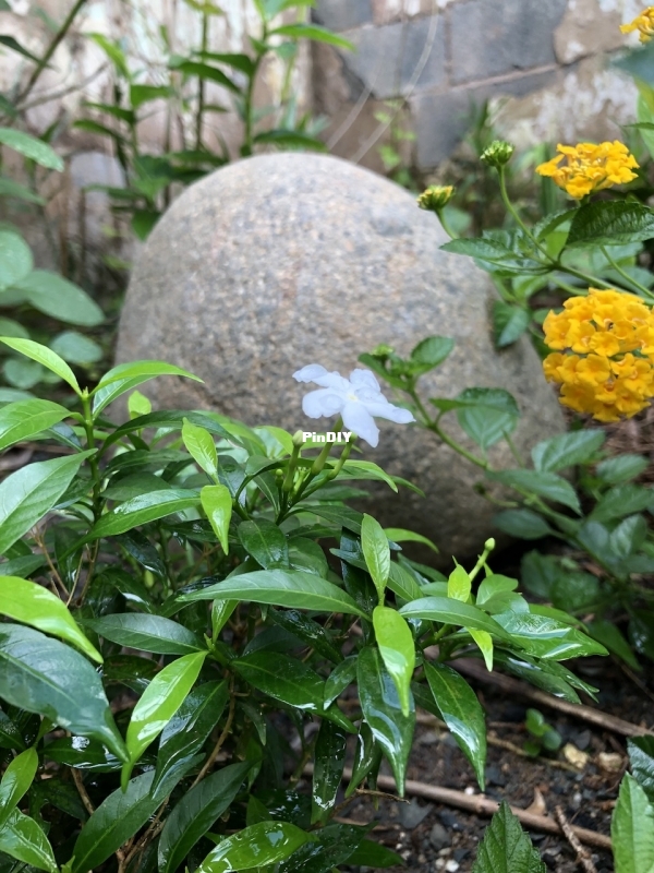 IMG_2687.jpeg